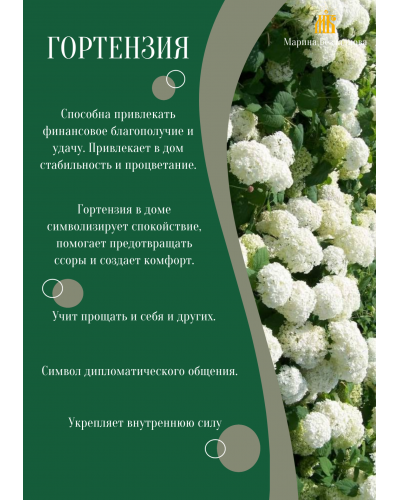 Аромат небесной лазури