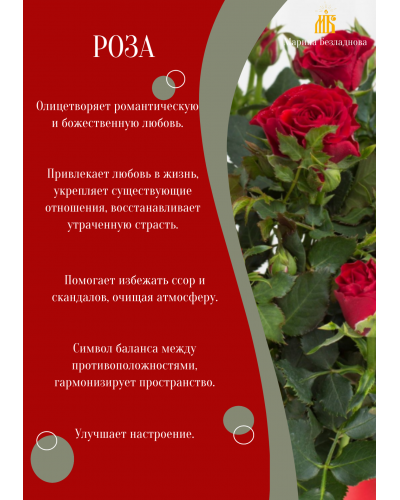 Шёпот коралловой розы